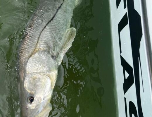 A snook is released next to the logo of the Atlas Boatworks 23F center console fishing boat