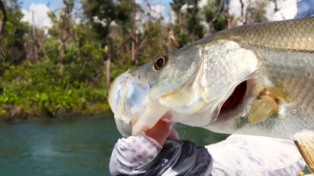 A snook is held by the lip on the deck of the Atlas Boatworks 23F bay boat