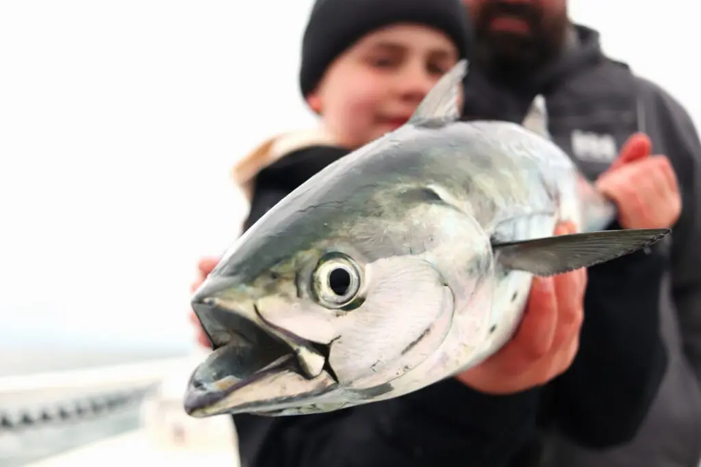 A child holds a false albacore near the camera