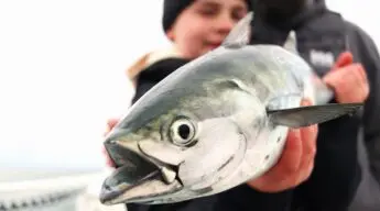 A child holds a false albacore near the camera