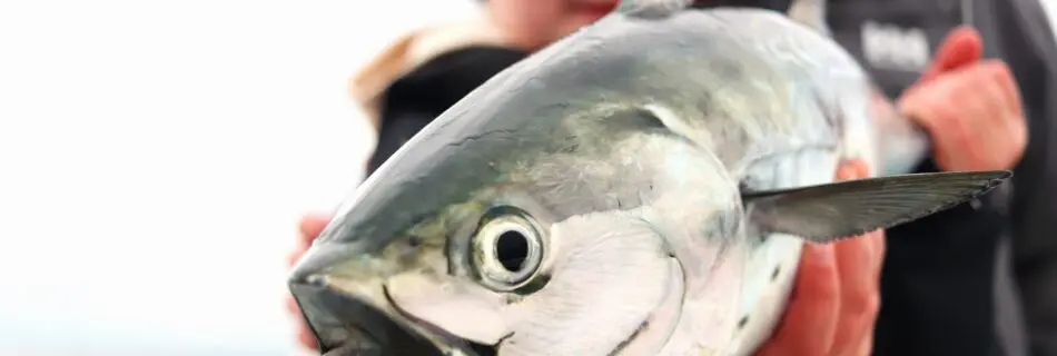 A child holds a false albacore near the camera