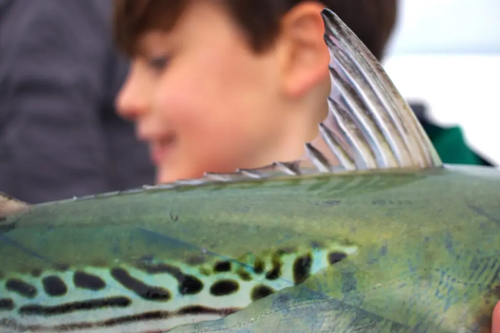 a false albacore fin in the foreground with a kid in the background