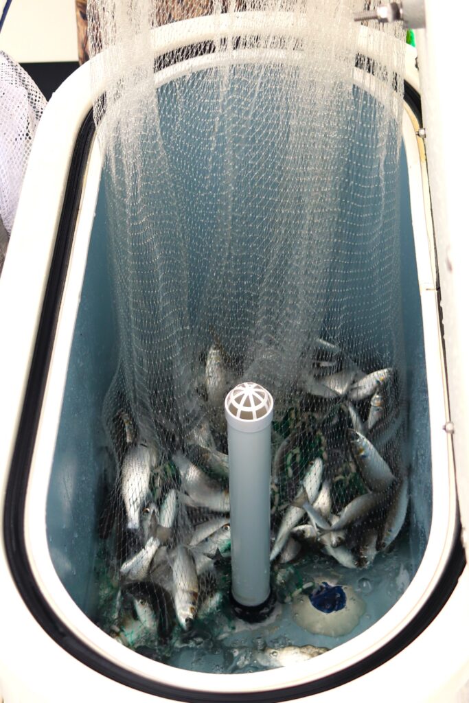 A castnet full of finger mullet is dumped into a livewell