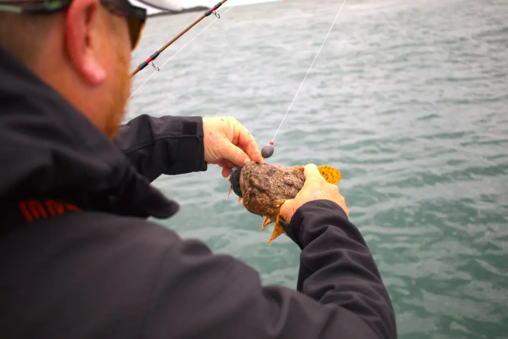 An oyster toadfish is dehooked and released