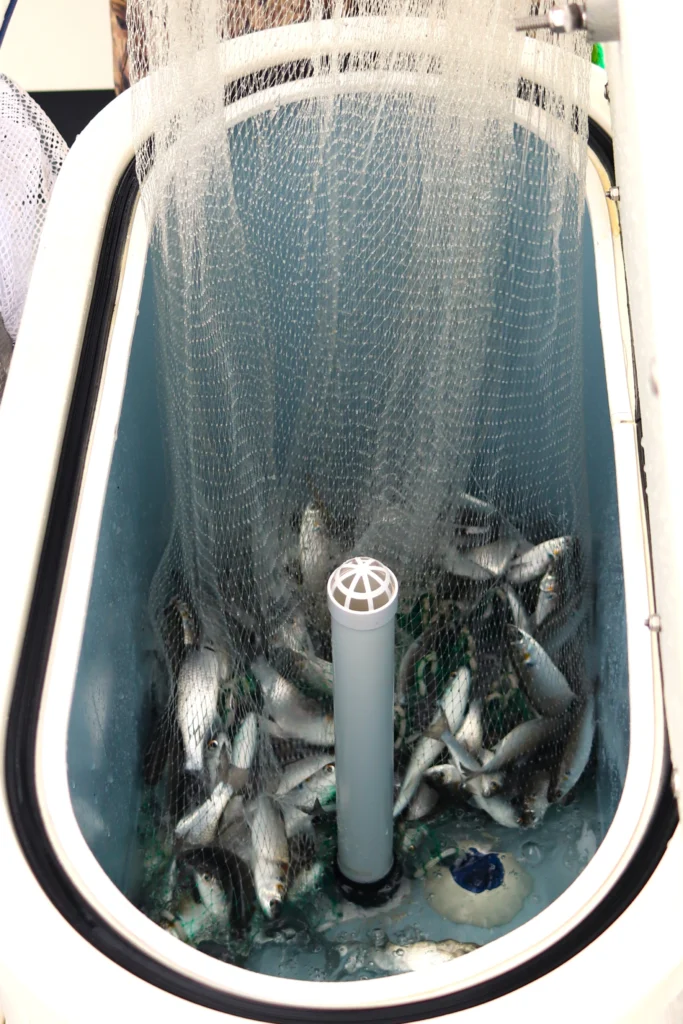 A castnet full of finger mullet is dumped in a livewell on an Atlas Boatworks 23F bay boat